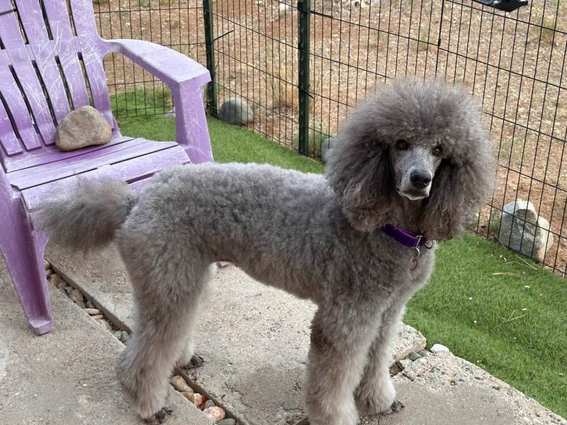 Sierra in the puppy yard