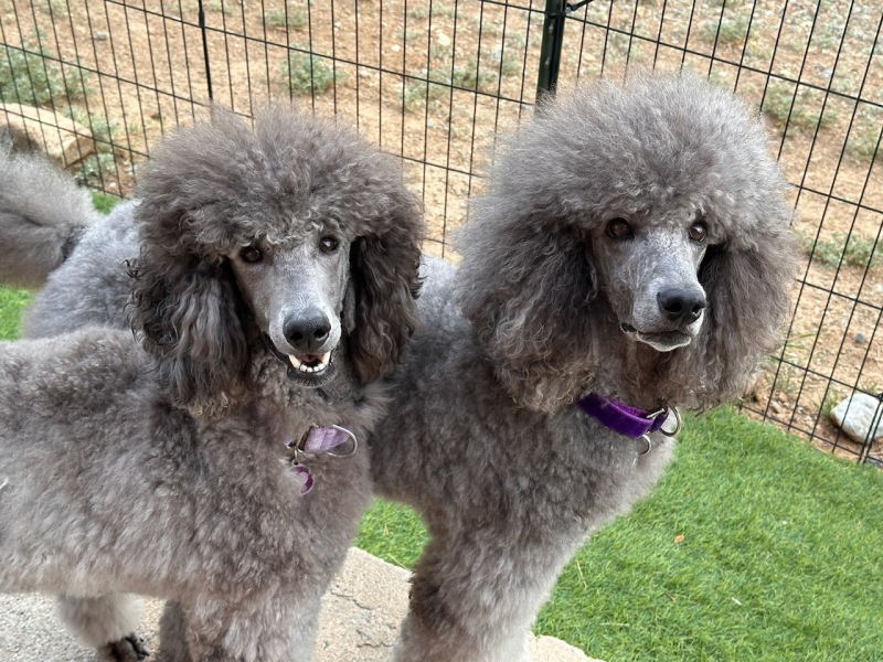 Savanna & Sierra
