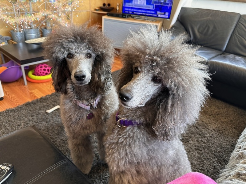 Inside good dogs