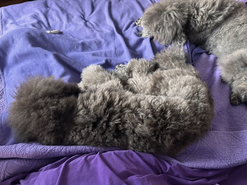 Cuddles