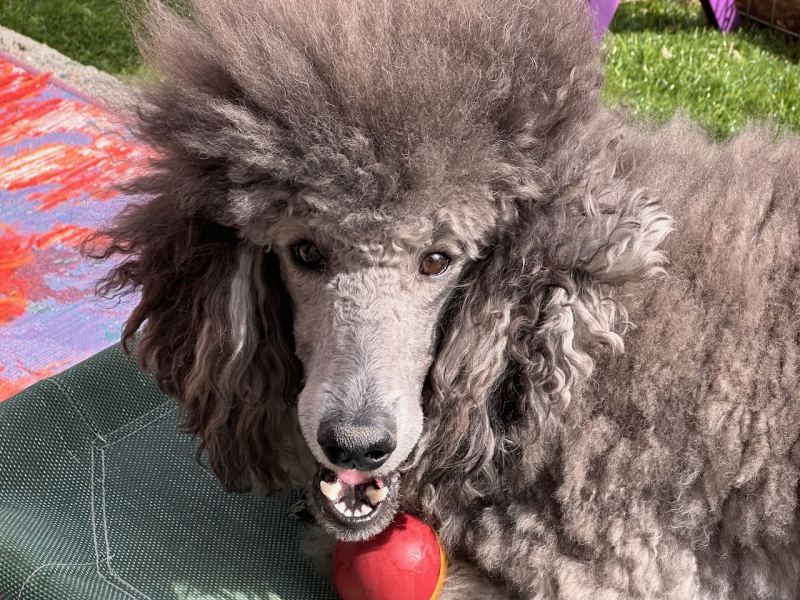 Savanna with her ball