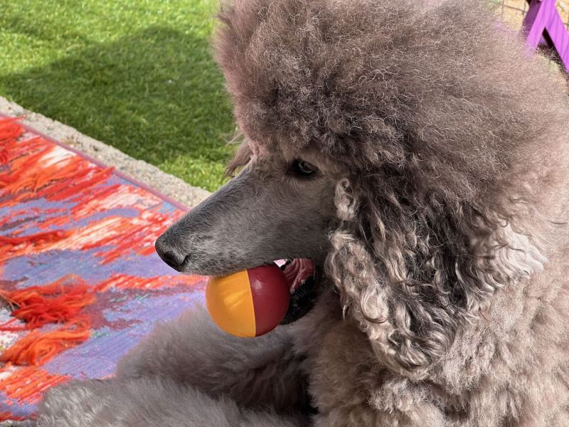 Savanna with her ball
