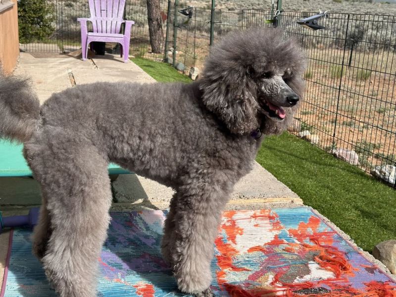 Sierra in the puppy yard