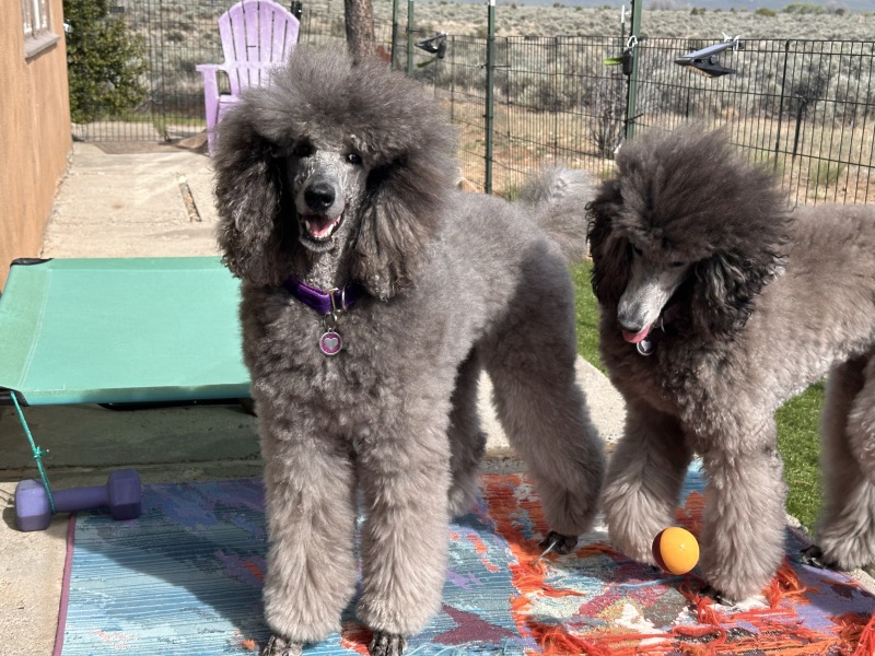 Sierra & Savanna playing with the ball