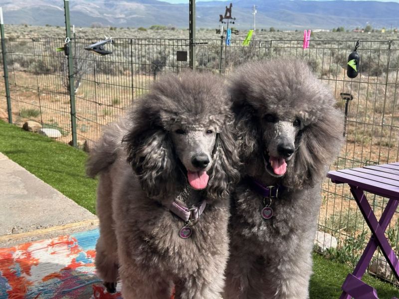 Savanna & Sierra