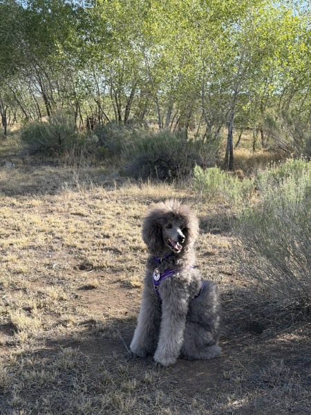 Sierra Hoping John will throw a ball.