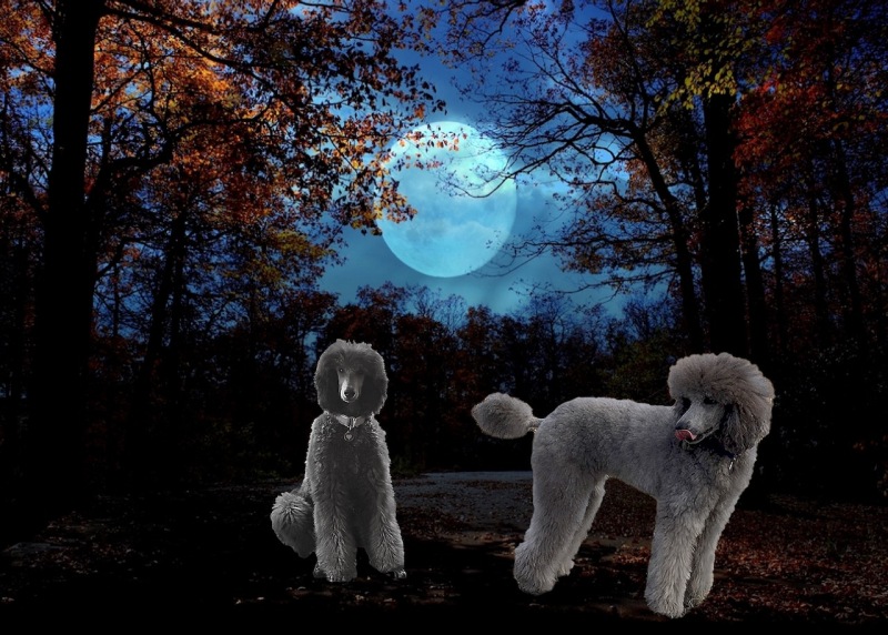 Sierra-Savanna-in-the-moon-light-ipad-3