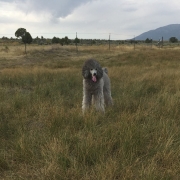 dog-in-the-wind-sq