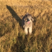 dog-waiting