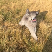 happydog