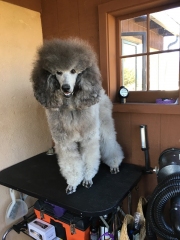 on-the-grooming-table