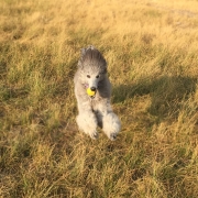 running-dog