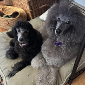 Sierra & Savanna