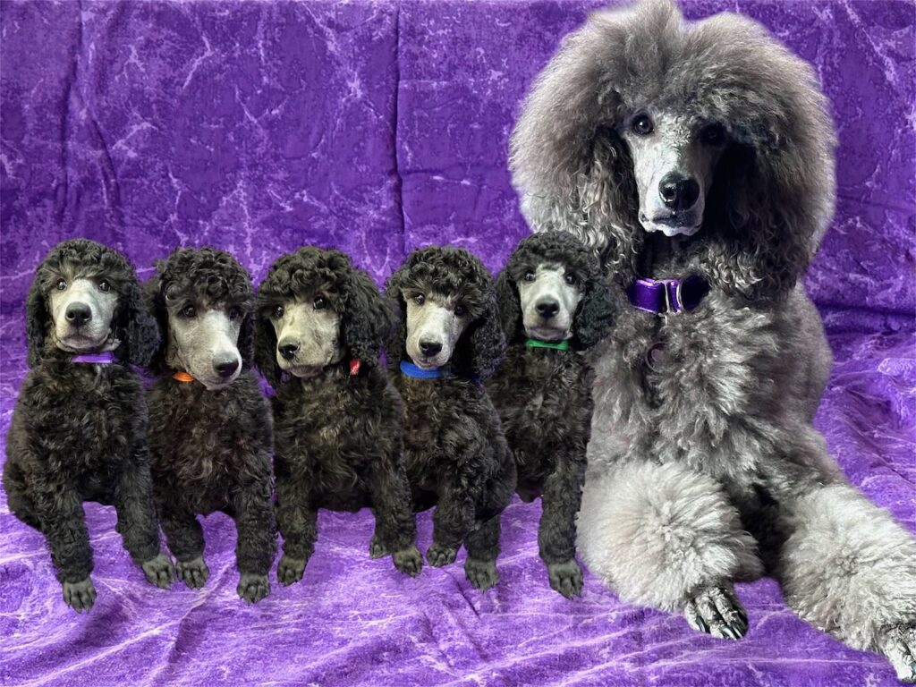 Sierra & her Puppies