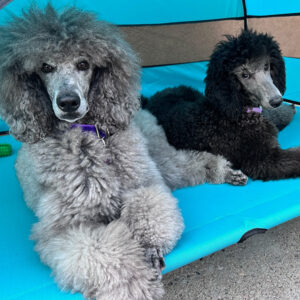 Sierra & Savanna July 2025