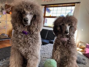 Sierra & Savanna March 2026