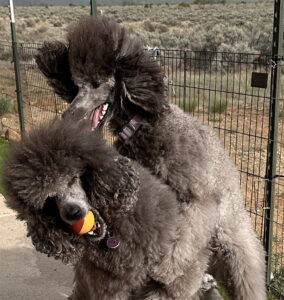 Sierra & Savanna April 2026