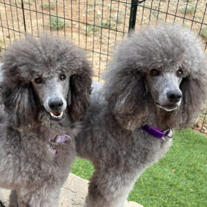 Savanna & Sierra June 2026