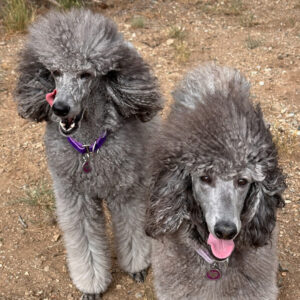 Sierra & Savanna July 2026